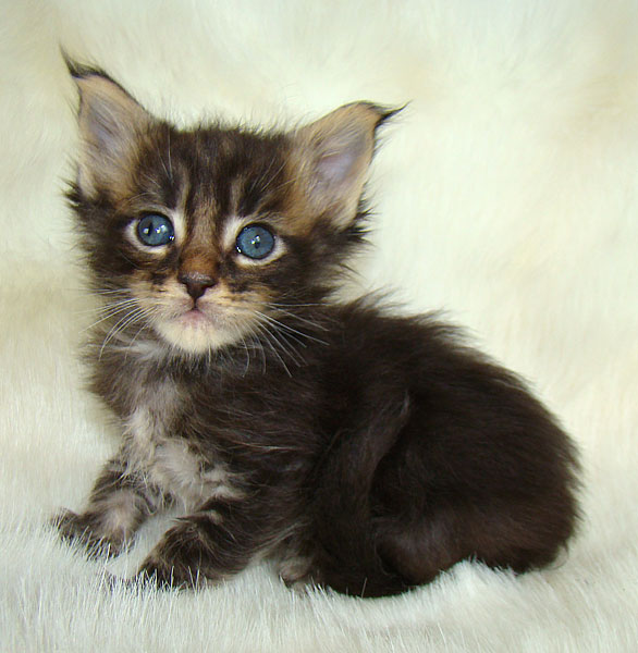     Catsvill County!   !    !       !!!    Catsvill County +7-926-544-74-09     .   ,   ,   ,    ,   ,  ,     ,   -,    ,   !